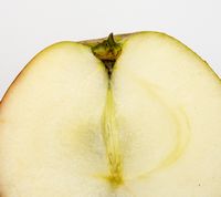 Ribston æble
